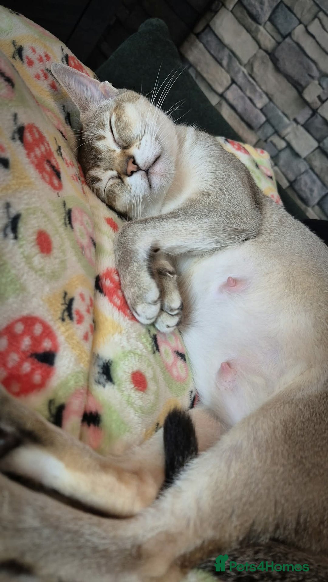 Singapura cats for sale: ⚜️TICA registered Singapura kittens  - Advert 8