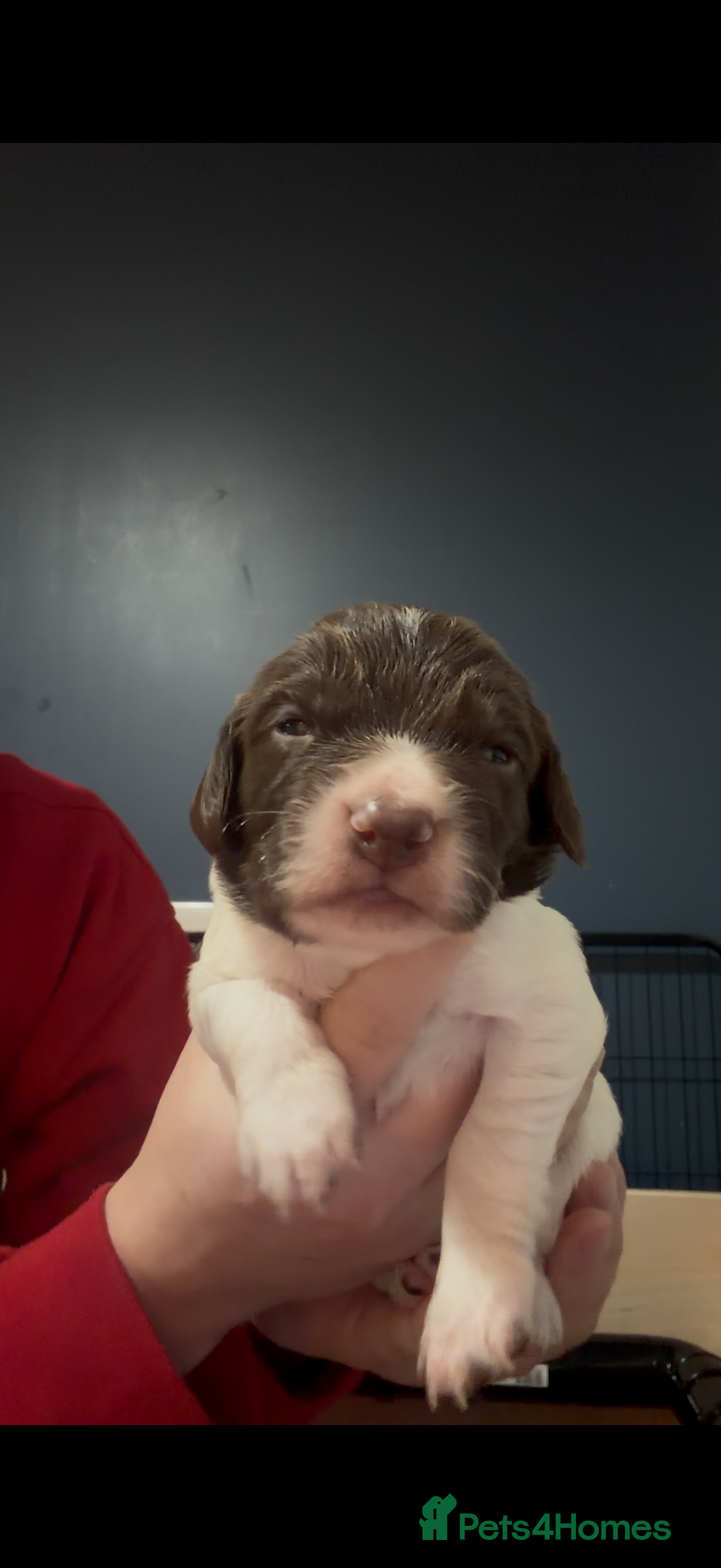 English Springer Spaniel dogs for sale: KC Registered English Springer Spaniel puppies - Advert 6
