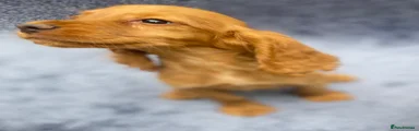 Cocker Spaniel 2