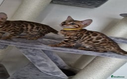 Bengal cats for sale: Last one😍Pure Bengal kittens❤️Ready to go😍 - Image 29