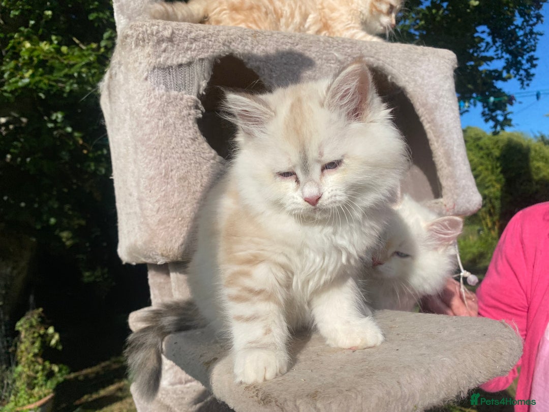 Siberian cats for sale: x5 Adorable Pure Siberian Kittens to re-home😻 - Image 8