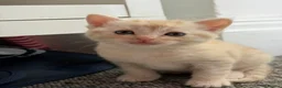 Mixed Breed cats for sale: Ragdoll x Siberian mix kittens  in Peacehaven - Advert 4