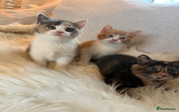 Mixed Breed cats for sale: Gorgeous kittens for sale  - Image 2