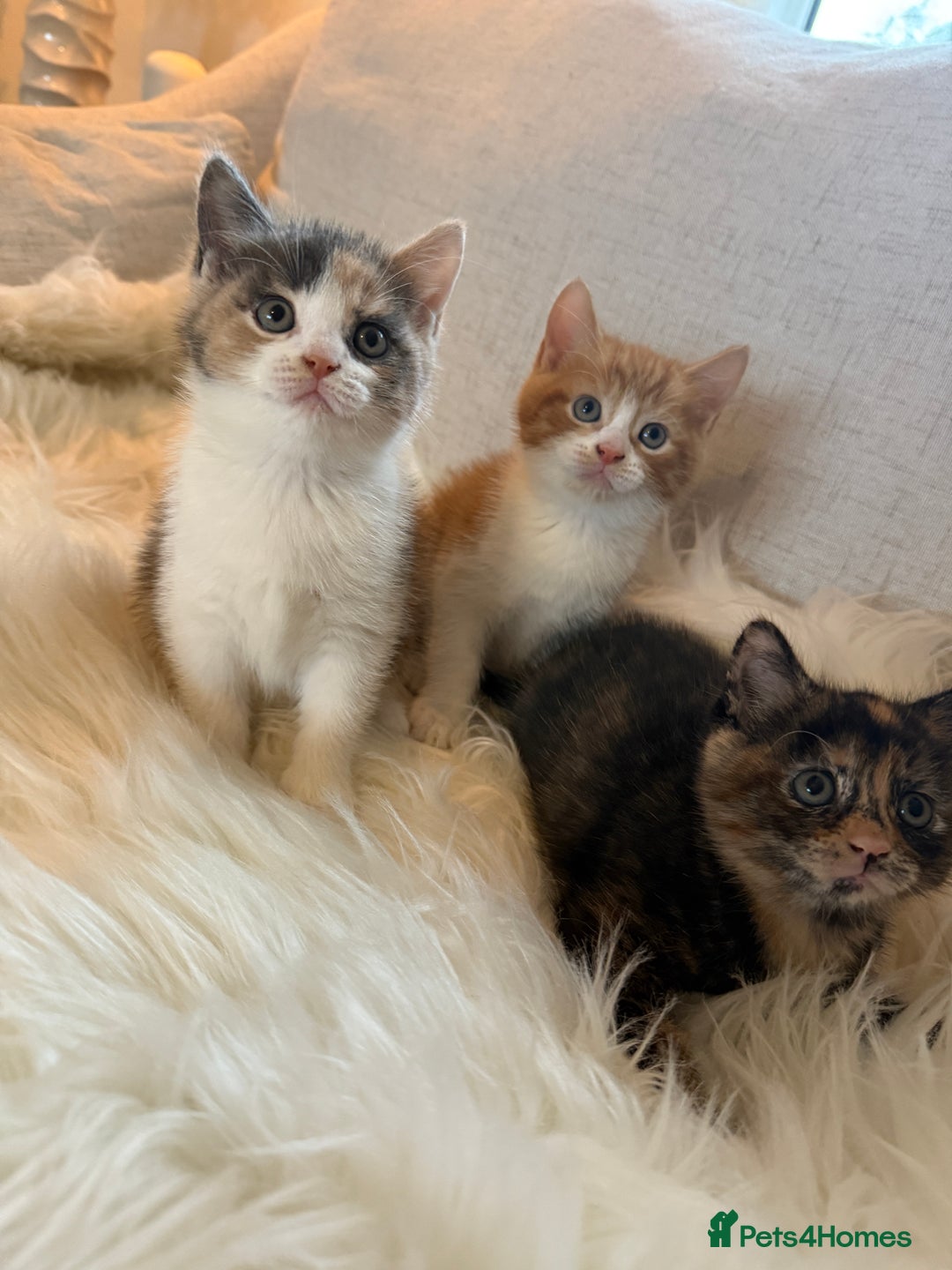 Mixed Breed cats for sale: Gorgeous kittens for sale  - Image 2