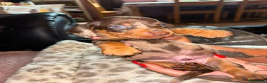 Dachshund 1