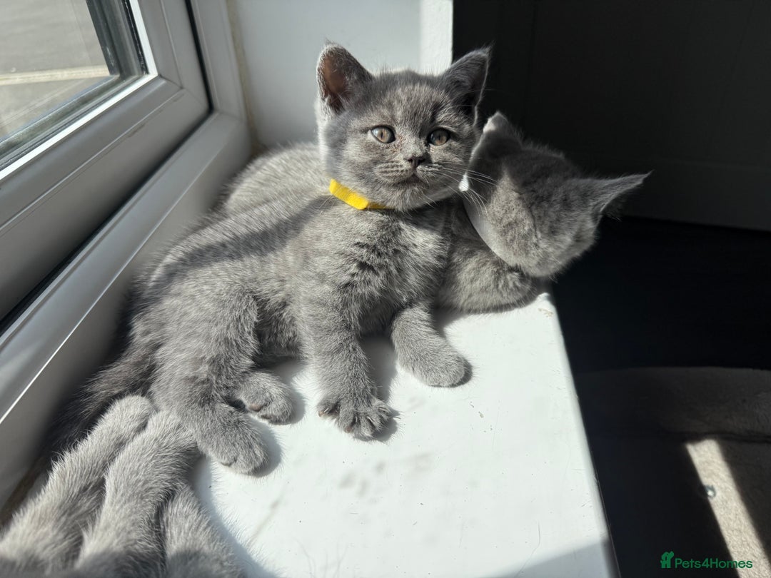 British Shorthair cats for sale: British shorthair kittens  - Image 13