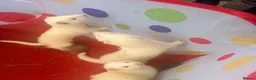 Ferret rodents for sale: Albino ready to go now - Advert 1