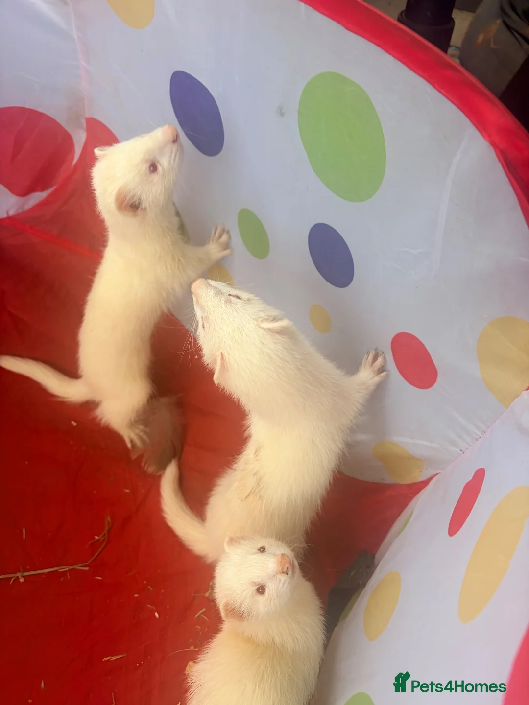 Ferret rodents for sale: Albino ready to go now - Advert 1