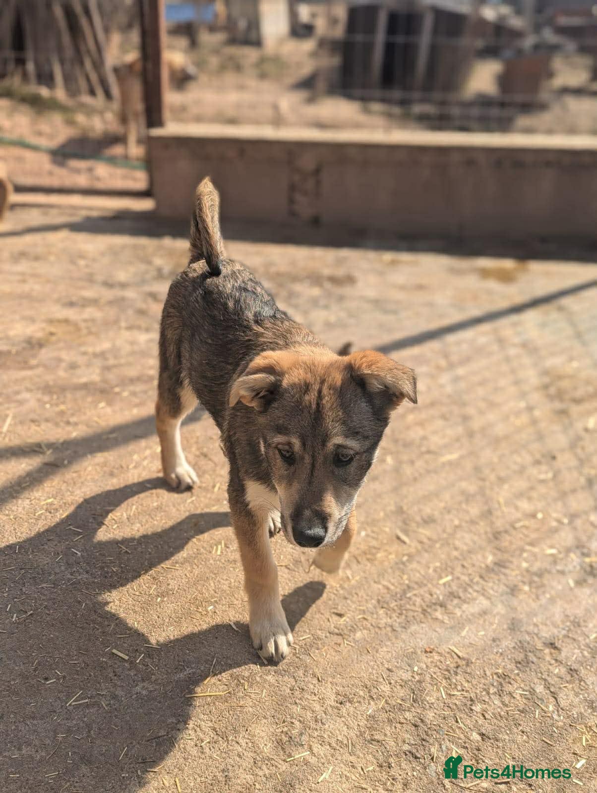 Star ⭐️ — Mixed Breed