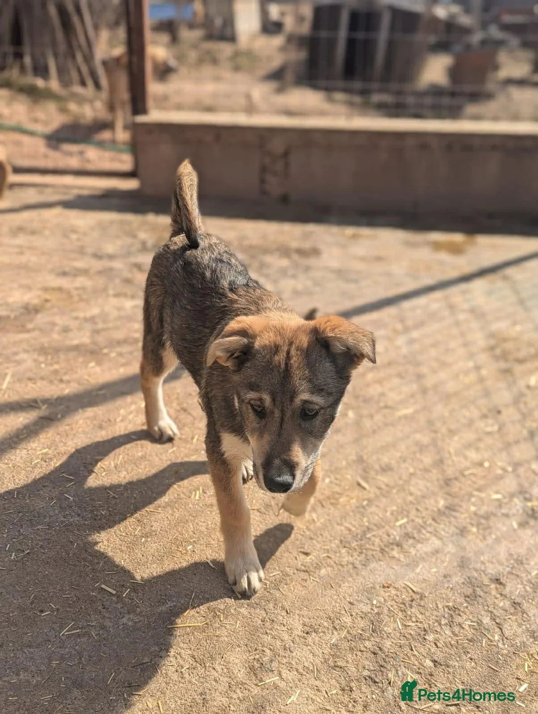 Mixed Breed dogs for adoption: Star ⭐️ in March - Advert 5