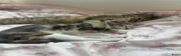 Mixed Breed cats for sale: Nova and Nellie  - Advert 4