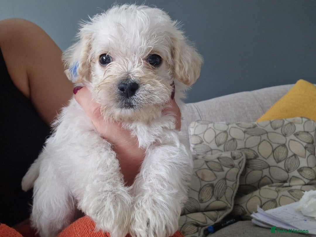 Mixed Breed dogs for sale: Westiepoo pups - Image 9