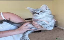 Maine Coon cats for sale: Sweet Maine Coon Kittens  - Image 4