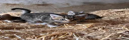 Mixed Breed cats for sale: 4 fun and inquisitive kittens - Advert 8