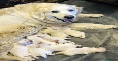 Golden Retriever dogs - Advert 4