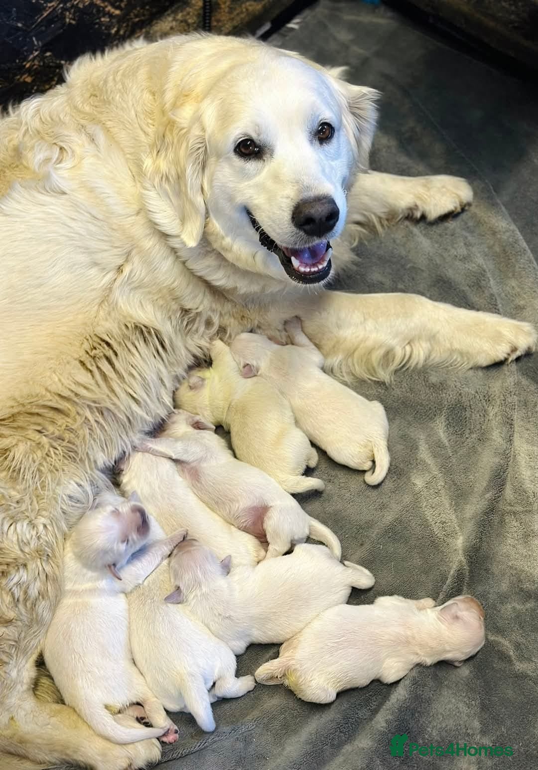 Golden Retriever dogs for sale: Adorable Golden Retriever puppies available.  - Image 3
