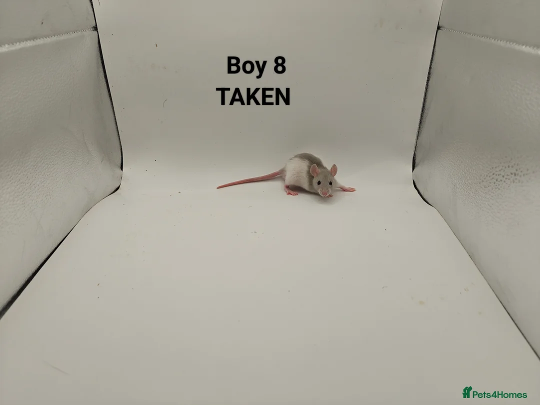 Rat rodents for sale: DEC: 24 Rats (3 Rats: 3 Boys Left) - Advert 9