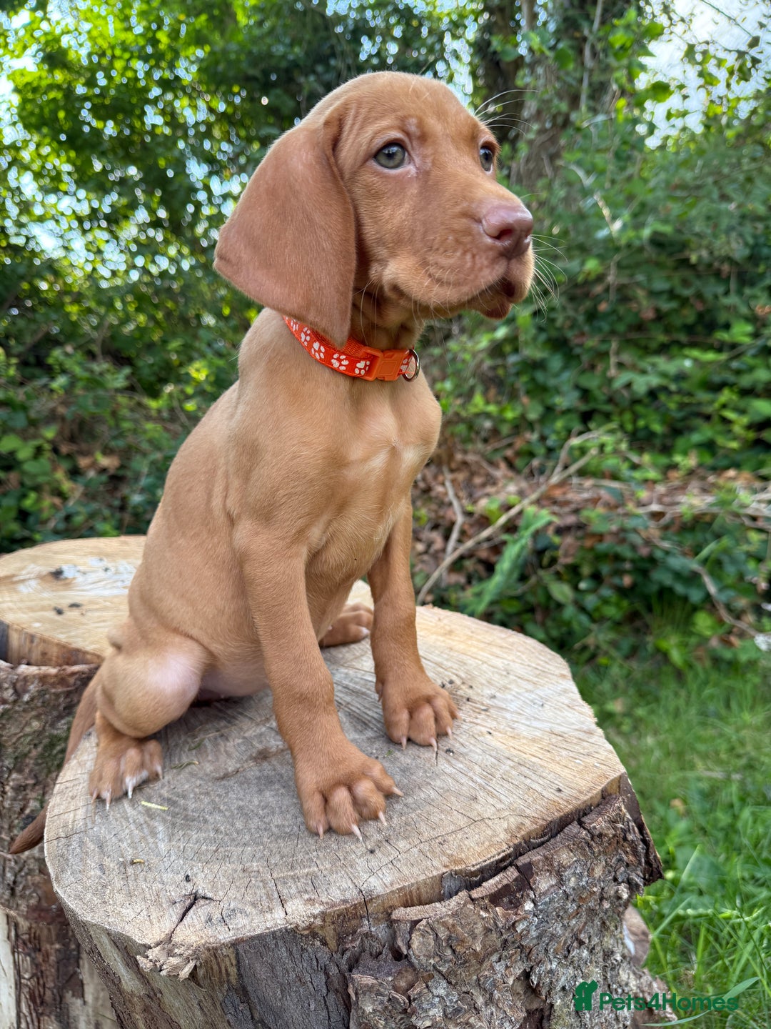 Hungarian Vizsla dogs for sale:  KC Vizsla pups DNA Tested Hip Elbow Scored - Image 4