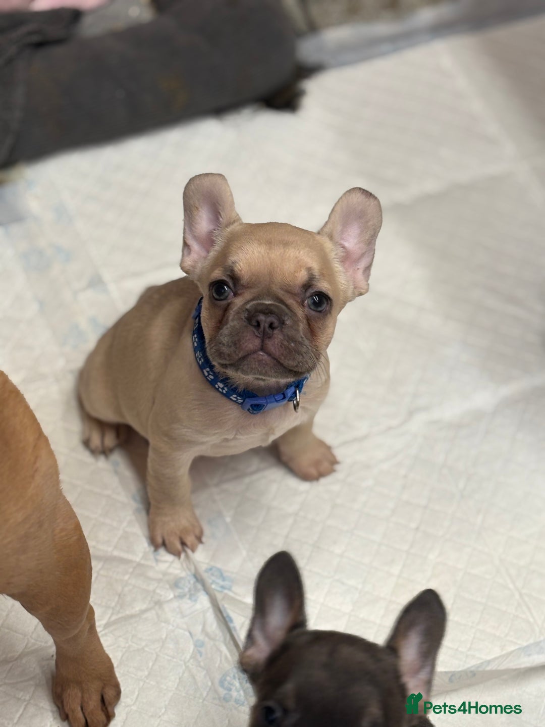 French Bulldog dogs for sale: 💕Adorable French bulldogs💕 - Advert 19