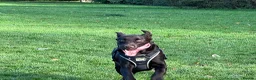 Labrador Retriever dogs for stud: Chocolate lablador retriever  in Glasgow - Advert 2