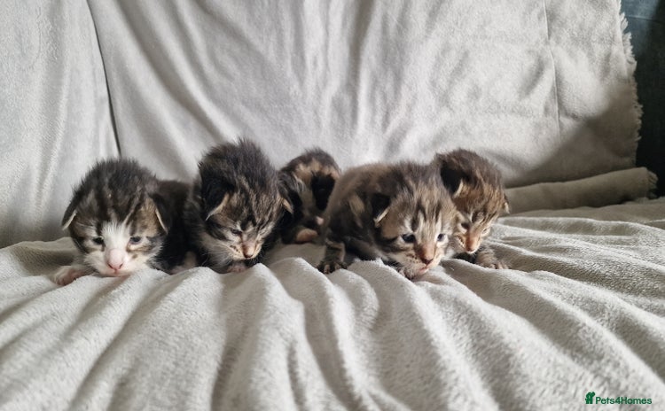 Maine Coon cats - Advert 2