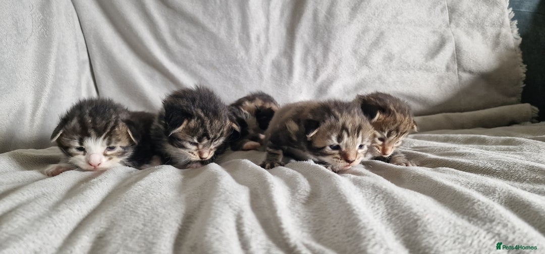 Maine Coon cats for sale: DNA TESTED 100% MAINE COON KITTENS  - Image 1