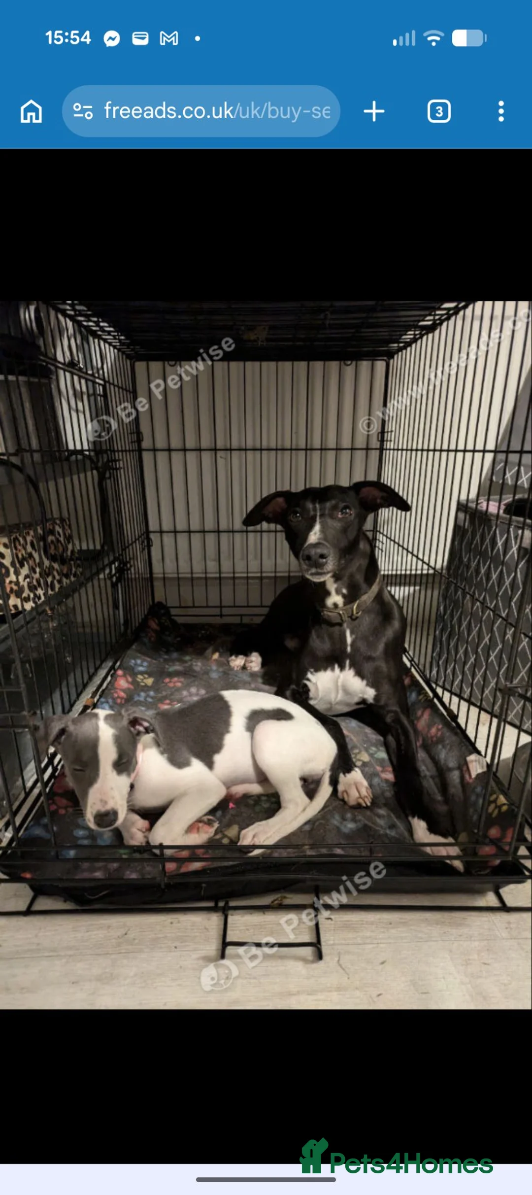 Whippet dogs for sale: KC Whippet Puppies Due – Pets & Working Homes in Buxton - Advert 12