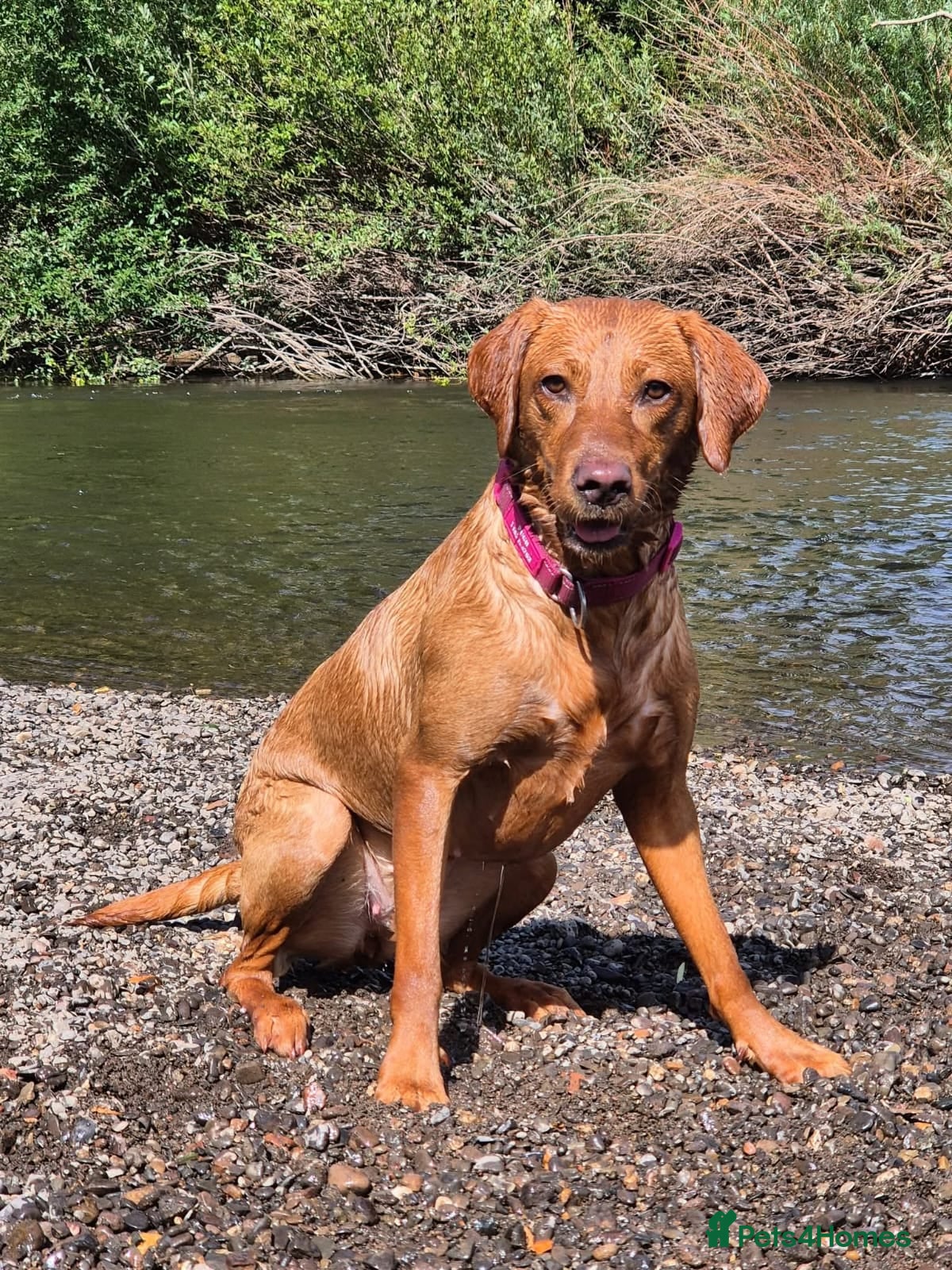 Labrador Retriever dogs Fox deep red Labrador KC Registered  - Advert 17