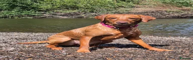 Labrador Retriever Puppy 1