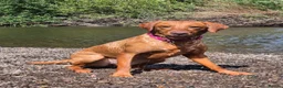 Labrador Retriever dogs for sale: Fox deep red Labrador KC Registered  - Advert 1