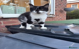 Mixed Breed cats for sale: Fluffy long haired male  - Image 2