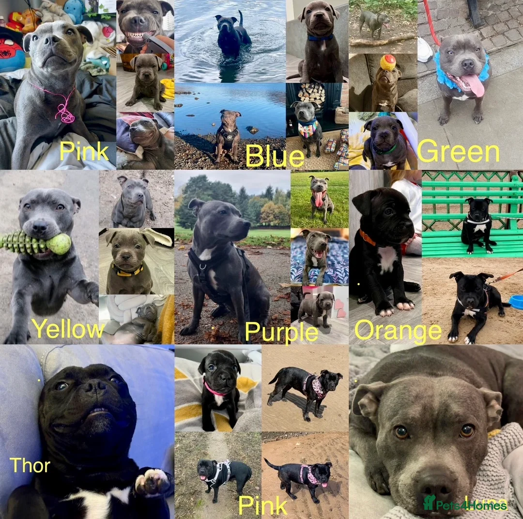 Staffordshire Bull Terrier dogs for sale: Blue & Black Staffordshire bull terrier pups - Advert 17