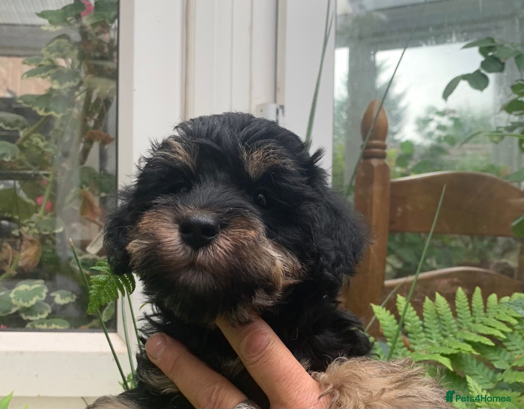 Schnoodle dogs for sale: BEAUTIFUL SCHNOODLE PUPPIES 🐶❤️ - Image 19