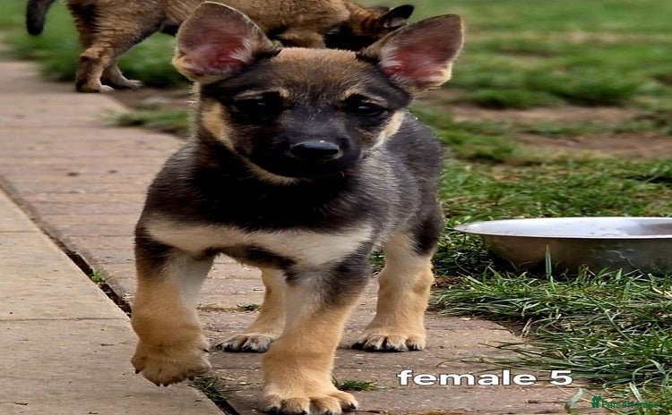 Mixed Breed dogs - Advert 5