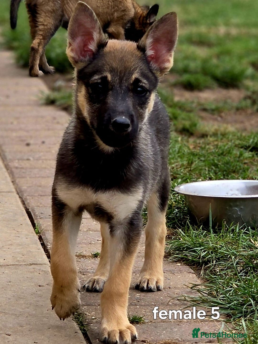 Mixed Breed dogs for sale: Stunning Shepsky Pups! - Image 1