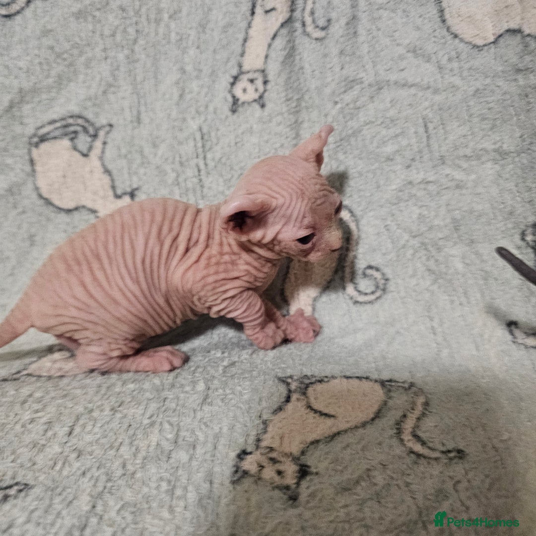 Sphynx cats for sale: From odd eyes father elf shpynx tica pedigree.  - Image 5