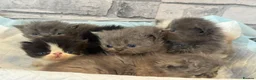 Persian cats for sale: Adorable Persian kittens  - Advert 7