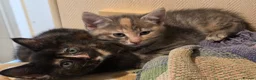 Mixed Breed cats for sale: Friendly, playful and sweet kittens  - Advert 4