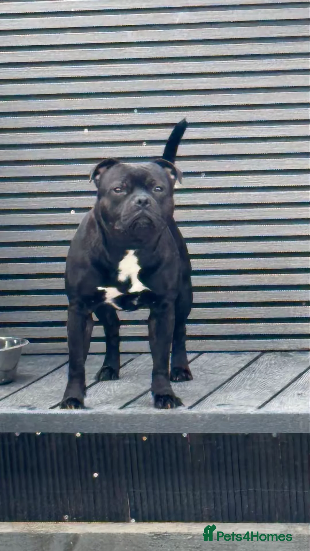 Staffordshire Bull Terrier dogs for stud: Arther - Advert 19