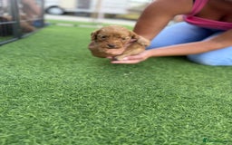 Cockapoo dogs for sale: Cockerpoo puppies - Image 15