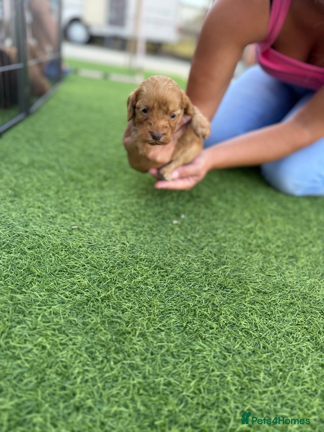 Cockapoo dogs for sale: Cockerpoo puppies - Image 15