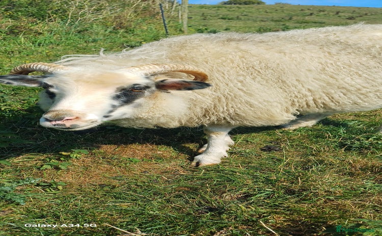 Sheep livestock - Advert 2