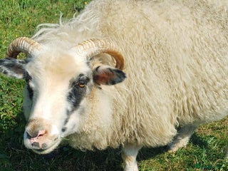 Sheep livestock - Advert 11
