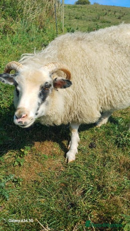 Sheep livestock - Advert 1