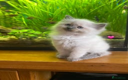 Ragdoll cats for sale: 😻 5 Beautiful Purebred Ragdoll Kittens 😻 - Image 32