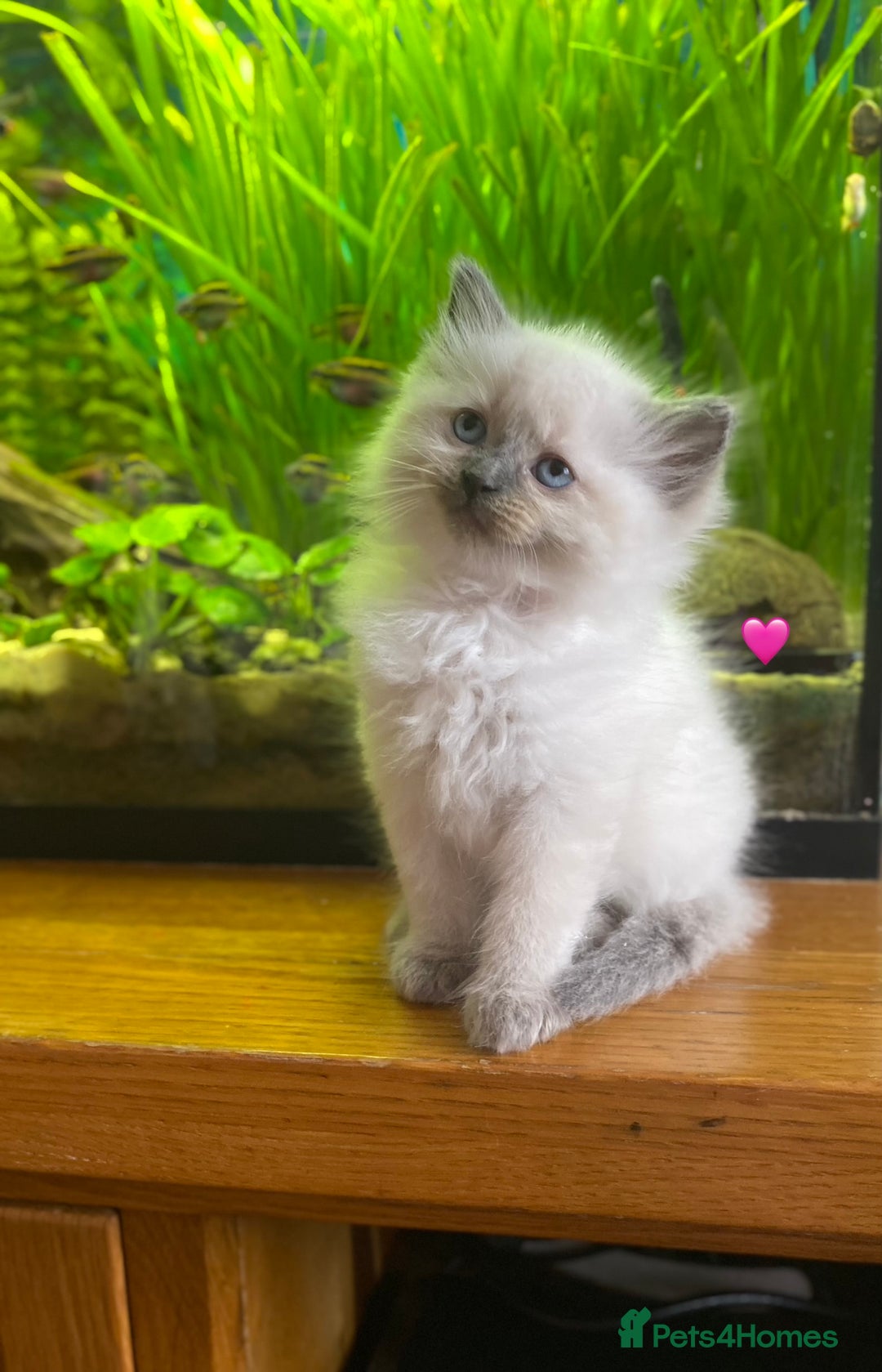 Ragdoll cats for sale: 😻 5 Beautiful Purebred Ragdoll Kittens 😻 - Image 32