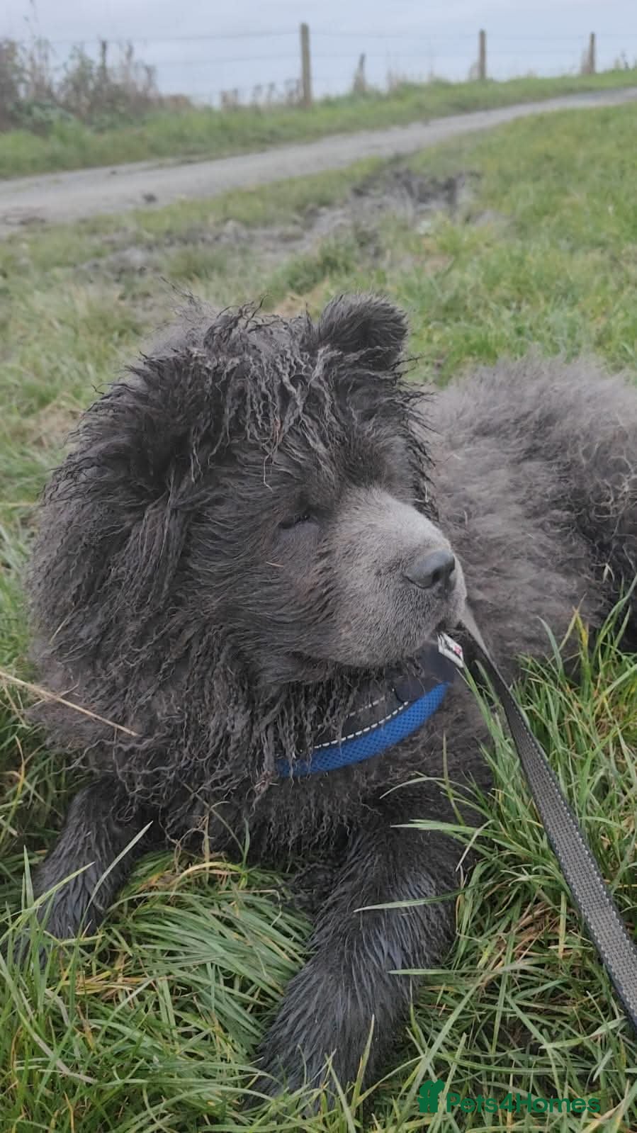 Chow Chow dogs 1-year-old female blue chowchow  - Advert 1