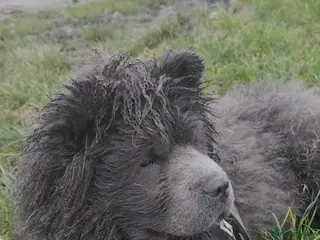 Chow Chow dogs 1-year-old female blue chowchow - Advert 1