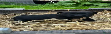 Mixed Breed 2