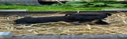 Mixed Breed dogs for sale: 3 Patterdale x Lakeland’s boys  - Advert 14